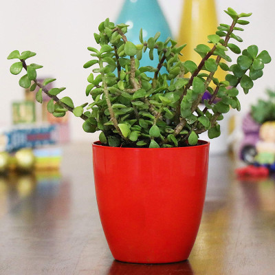 Jade Plant In Red Pot